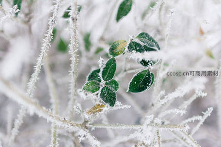 霜花覆盖的绿叶在冬日中绽放生机