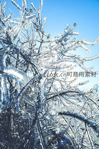 冰封枝头晶莹剔透，冬日自然奇观