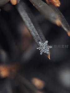 单片雪花静卧于枯叶尖端