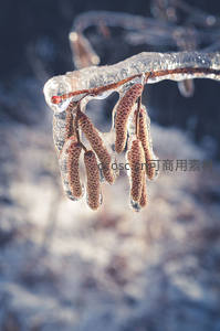 冰封的榛果挂满晶莹冰凌