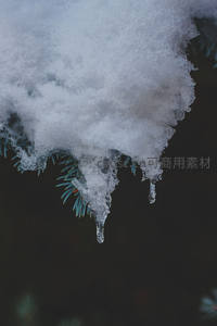 雪覆松枝：融冰滴落的宁静时刻
