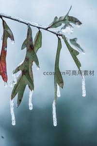 冰封橡叶垂冰柱，冬日静美画卷