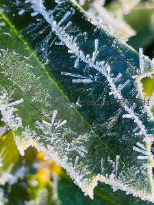 绿叶边缘凝结的冰晶如钻石镶嵌