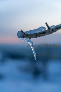 枯枝悬挂冰柱映衬暮色天空