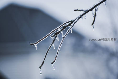 冰晶悬挂枝头，冬日静谧之美