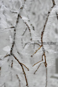 冰封枝桠，冬日森林的银装素裹