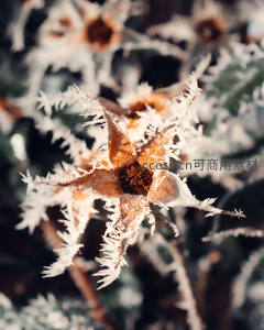 霜花绽放，枯萎花朵的冬日新生