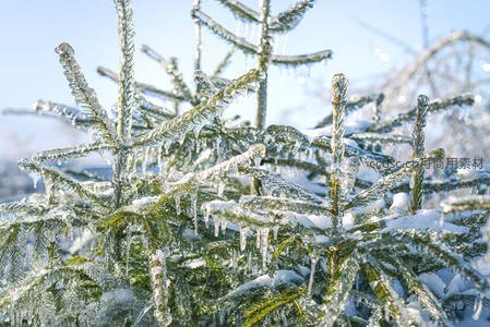 冰晶覆盖的松枝在阳光下闪耀
