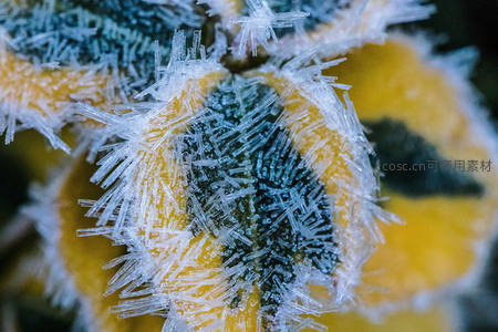 冰晶包裹的黄叶展现冬日纹理
