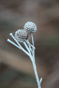 霜花点缀的干枯花苞静待春归