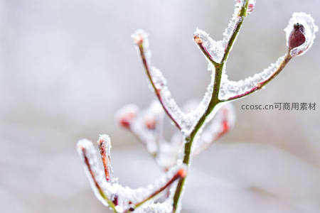 冰封的嫩芽枝条在寒风中挺立