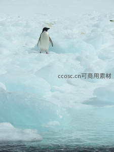 企鹅孤影立冰原，极地苍茫无垠