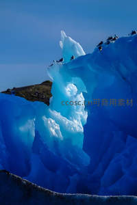 群鸟栖息于幽蓝冰川之上，生机盎然