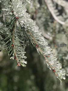 松枝挂满剔透冰凌