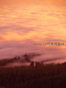 橙红霞光笼罩雾中森林秘境