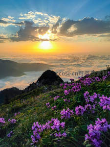 高山花海映日出云海