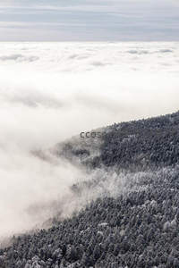 云雾缭绕林海间，雪覆松林显幽静