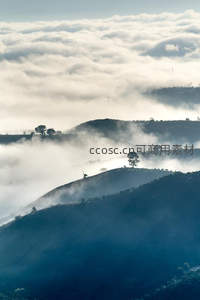 雾锁山丘，孤树剪影