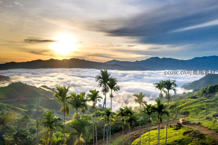 云海日出，热带棕榈林与远山相映成辉