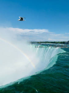 彩虹横跨瀑布之上，海鸥翱翔碧空如洗