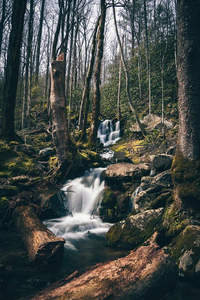 枯木横卧林间溪谷，层叠小瀑穿石而过