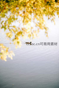 秋叶掩映下野鸭悠游于静谧湖面