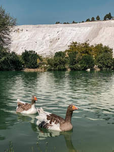 白崖湖畔双鹅戏水