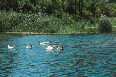 碧波荡漾鸭群戏水，芦苇丛生绿意盎然