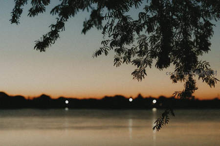 黄昏湖畔，枝叶剪影映霞光