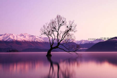 紫霞湖中孤树，雪山倒影如画