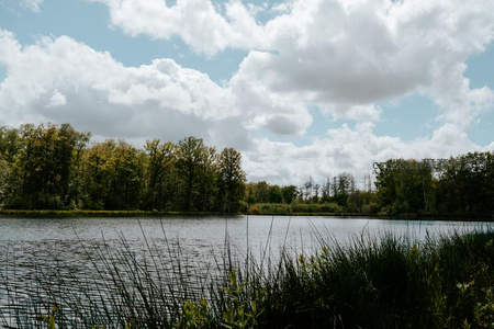 芦苇轻摇，湖岸森林云卷云舒