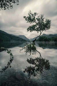 湖中孤树静谧倒影