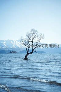 孤树立于湖中远山雪峰为伴