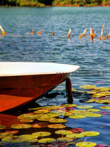 小舟停泊荷叶间，湖面微波泛金光