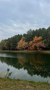 秋日湖畔金黄树林倒影