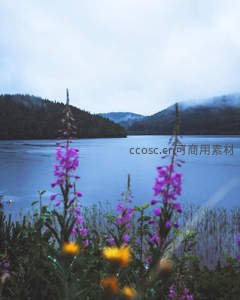 湖畔紫花迎风摇曳，远山雾霭如梦似幻