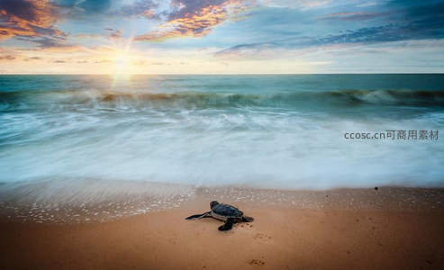 小海龟奔向大海的壮丽日出时刻