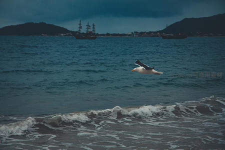 海鸥掠过波涛汹涌的海面