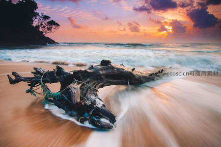 夕阳下漂木与海浪交融的诗意画面