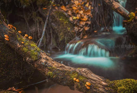 苔藓树干上的小蘑菇与溪流瀑布