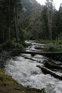 密林溪流穿石过木，水花飞溅显野趣
