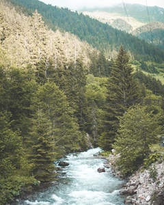 山涧溪流穿林而过，绿意盎然生机勃勃