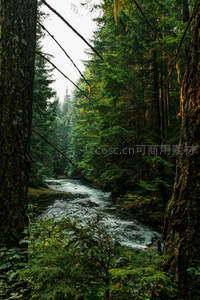 密林深处溪流淙淙，苔藓古木框景如画