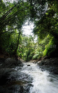 热带雨林竹林掩映溪谷，水流奔腾绿意盎然