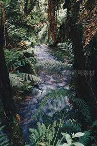 幽深雨林溪流穿行于茂密蕨类之间