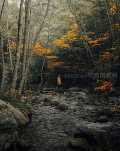 秋林溪畔，黄衣人独立石上
