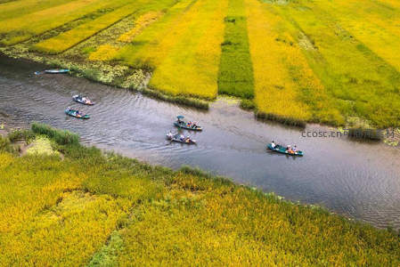 航拍稻田，小舟穿梭金黄画布