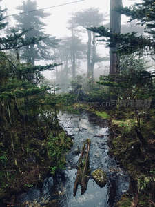 雾中森林溪流，静谧如画