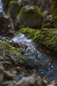 微距镜头下的苔藓溪流，水珠晶莹绿意盎然