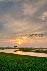 黄昏湿地独树，夕阳倒影铺满水面与绿洲